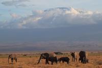 Amboseli Nationalpark - Elefanten vorm Kilimandscharo