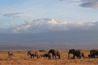 Amboseli Nationalpark - Elefanten vorm Kilimandscharo