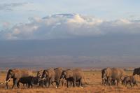 Amboseli Nationalpark - Elefanten vorm Kilimandscharo