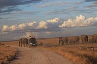 Amboseli Nationalpark - Elefanten