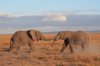 Amboseli Nationalpark - Elefanten im Kampf