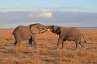 Amboseli Nationalpark - Elefanten im Kampf