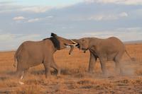 Amboseli Nationalpark - Elefanten im Kampf