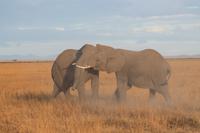 Amboseli Nationalpark - Elefanten im Kampf