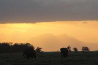 Amboseli Nationalpark - Elefanten im Sonnenuntergang
