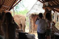 Tsavo Ost Nationalpark - Galdessa Safari Lodge - Elefantenbesuch am Restaurant