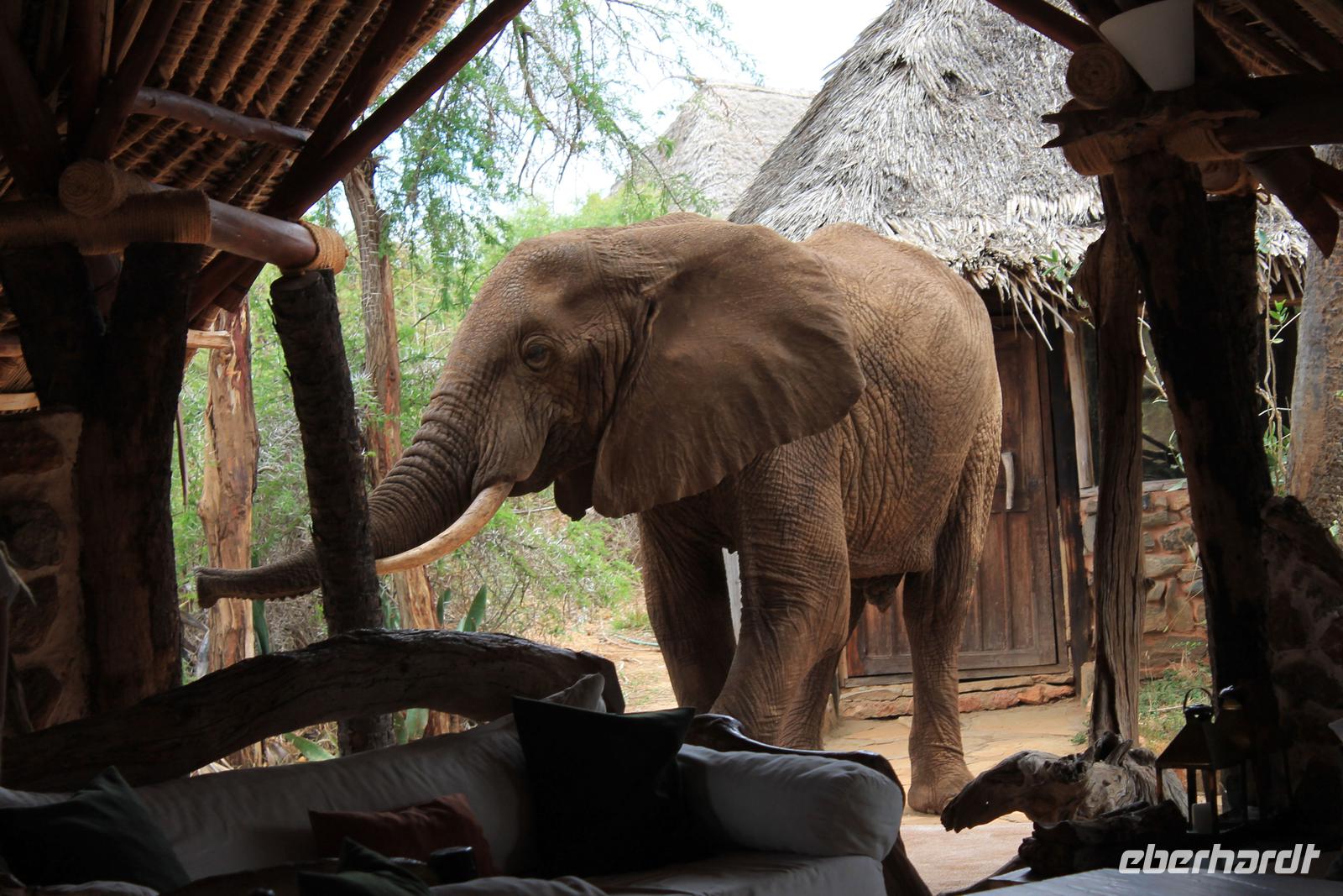 Tsavo Ost Nationalpark - Galdessa Safari Lodge - Elefantenbesuch am Restaurant