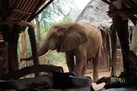 Tsavo Ost Nationalpark - Galdessa Safari Lodge - Elefantenbesuch am Restaurant