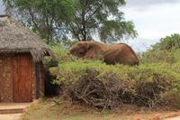 Tsavo Ost Nationalpark - Galdessa Safari Lodge