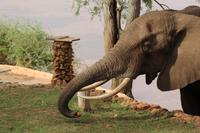 Tsavo Ost Nationalpark - Galdessa Safari Lodge - Elefantenbesuch am Restaurant