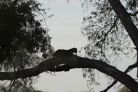 Tsavo Ost Nationalpark - Leopard