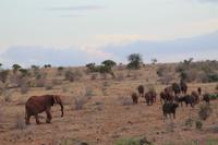 Tsavo Ost Nationalpark - roter Elefant und Büffel
