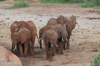Tsavo Ost Nationalpark - rote Elefanten