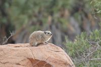 Tsavo Ost Nationalpark - Klippschliefer