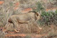 Tsavo Ost Nationalpark - Löwenmännchen