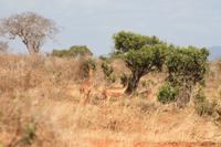 Tsavo Ost Nationalpark - Giraffengazellen