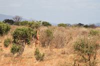 Tsavo Ost Nationalpark - Giraffengazelle