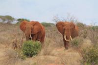 Tsavo Ost Nationalpark - rote Elefanten
