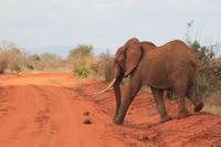 Tsavo Ost Nationalpark - rote Elefanten