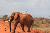 Tsavo Ost Nationalpark - roter Elefant
