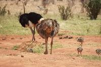 Tsavo Ost Nationalpark - Straußenfamilie