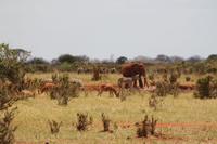 Tsavo Ost Nationalpark - Tiercocktail