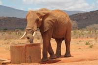 Tsavo Ost Nationalpark - roter Elefant