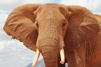 Tsavo Ost Nationalpark - roter Elefant