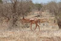 Tsavo Ost Nationalpark - Giraffengazelle