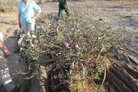 Tsavo Ost Nationalpark - Wüstenrose