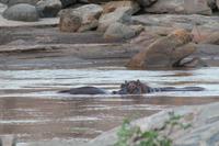 Tsavo Ost Nationalpark - Flusspferde im Galana Fluss