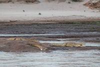Tsavo Ost Nationalpark - Krokodile im Galana Fluss
