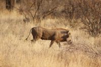 73 Warzenschwein