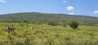 74 Lake Nakuru Nationalpark