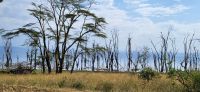 77 Lake Nakuru Nationalpark