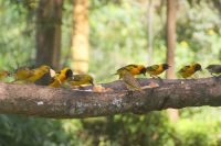 78 Vogelfütterung