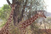 84 Netzgiraffen