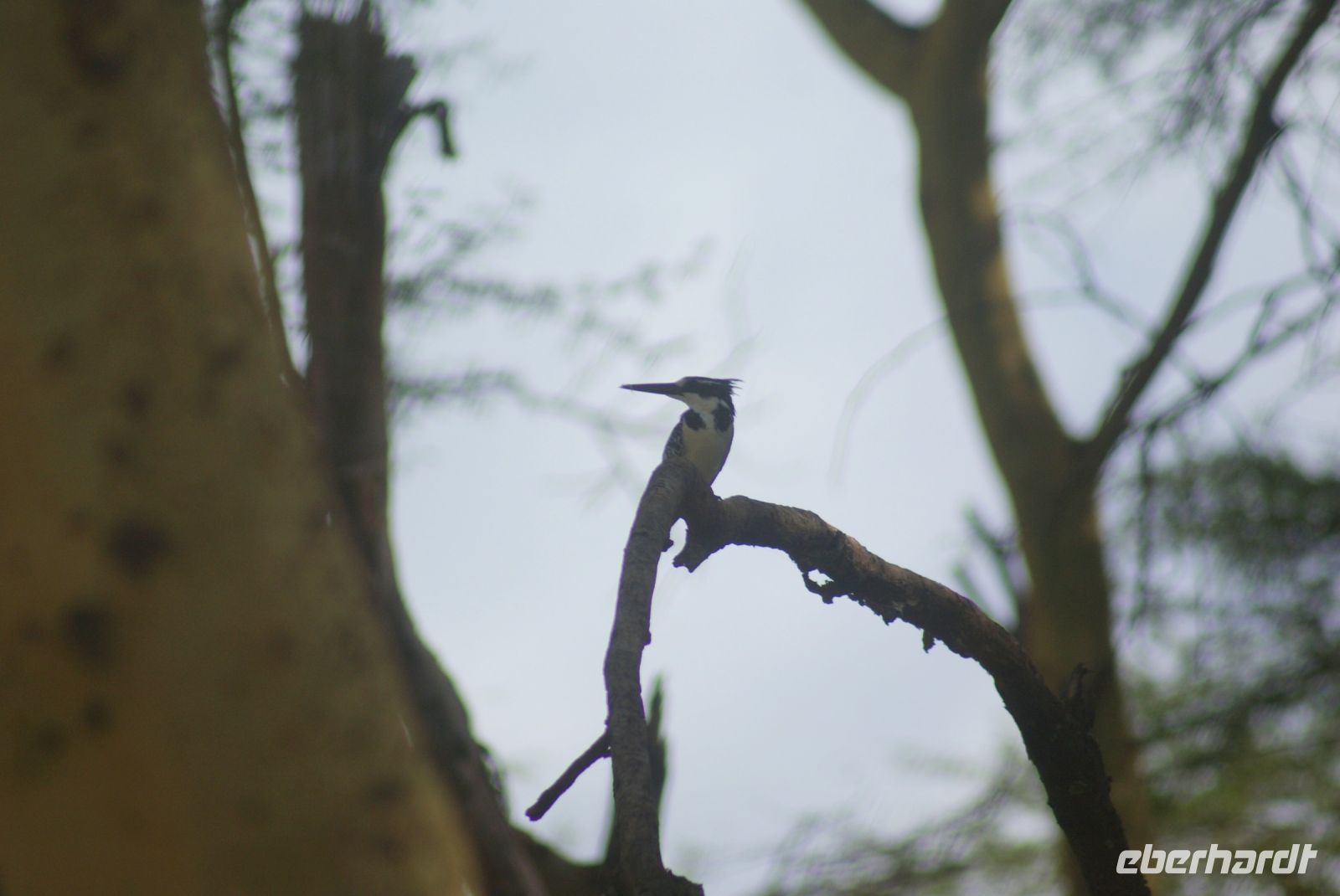 87 Eisvogel