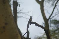 87 Eisvogel