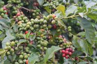 Kaffeefarm