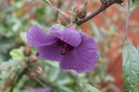 Hibiskus