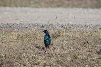 Dreifarbiger Glanzstar