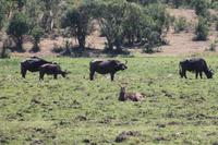 Büffel und Wasserbock