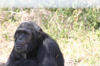 Schimpansenschutzgebiet