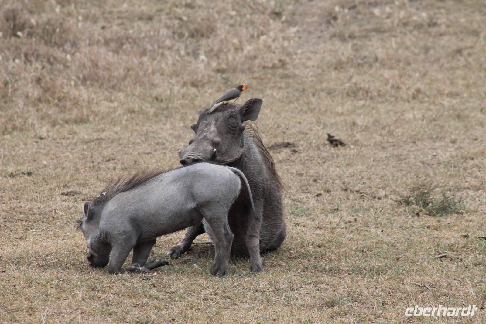 Warzenschweine und Madenhacker