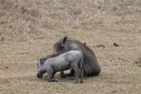 Warzenschweine und Madenhacker