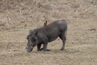 Warzenschweine und Madenhacker