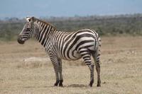 Steppenzebra