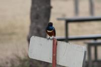 Dreifarbiger Glanzstar