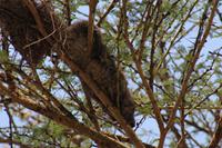 Klippschläfer im Baum